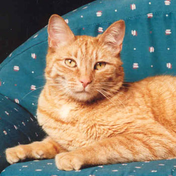 Orange Tabby