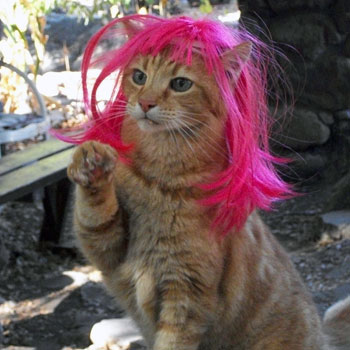 Orange Tabby Pink Wig