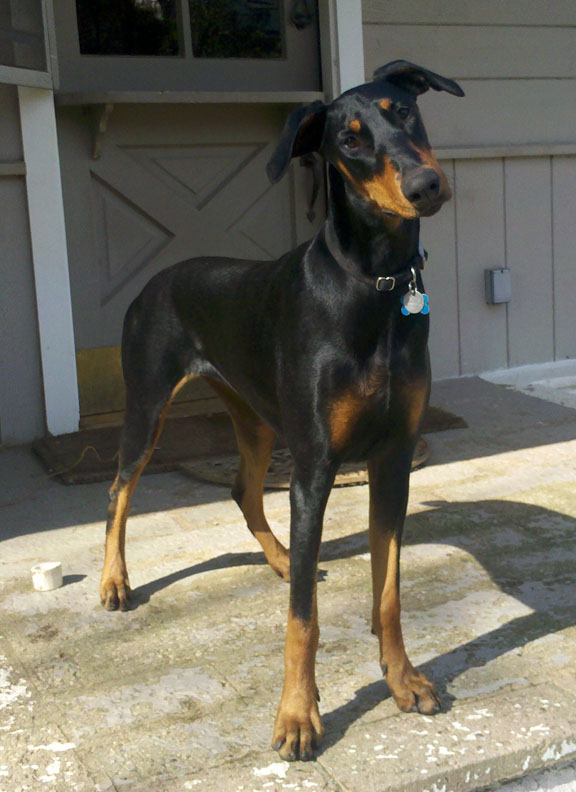 Doberman Grace