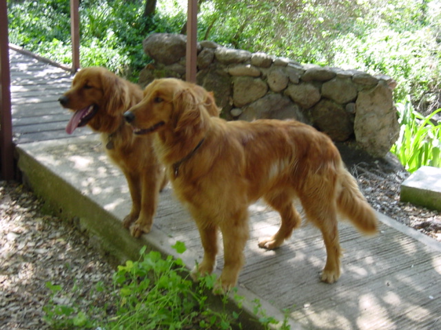 Goldens Orbit & Orion