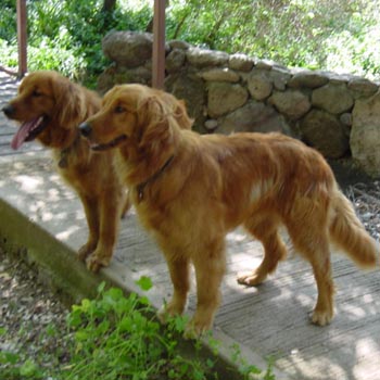 Goldens Orbit & Orion