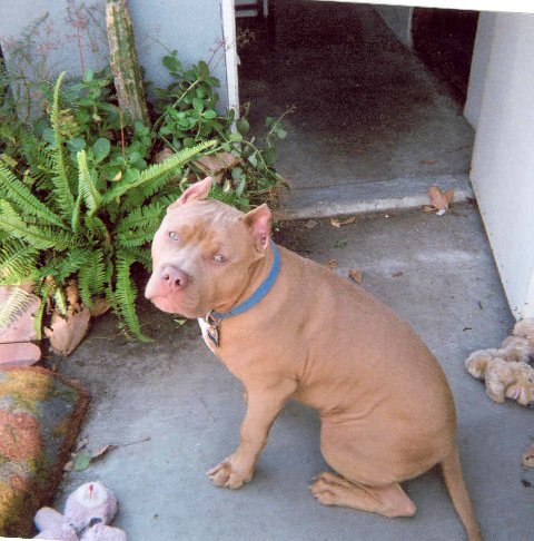 Red Pitbull