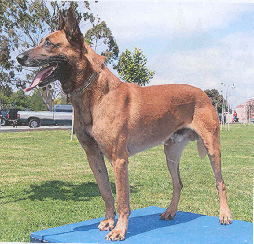 Belgian Shepherd