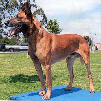 Shepherd Belgian