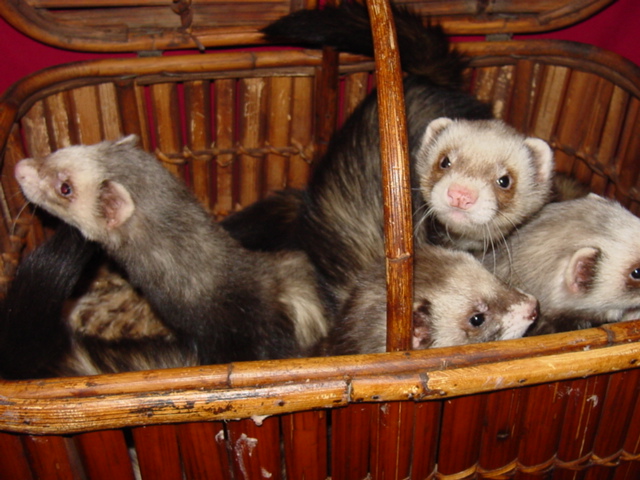 Ferrets in a Basket