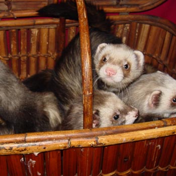 Ferret