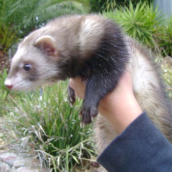 Ferret