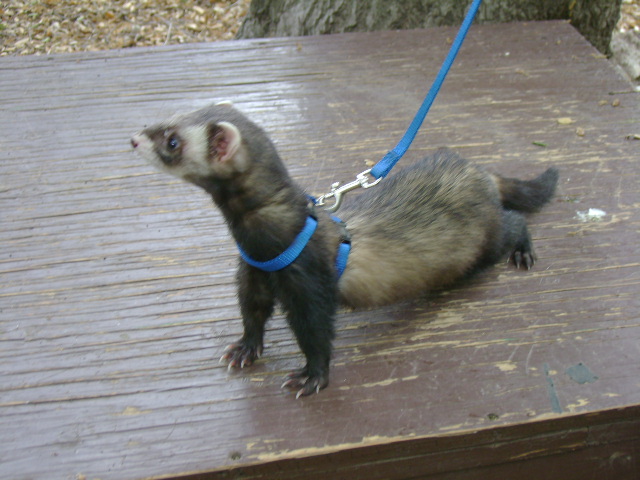 Ferret in Harness