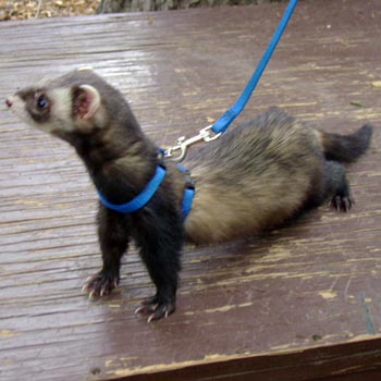 Ferret