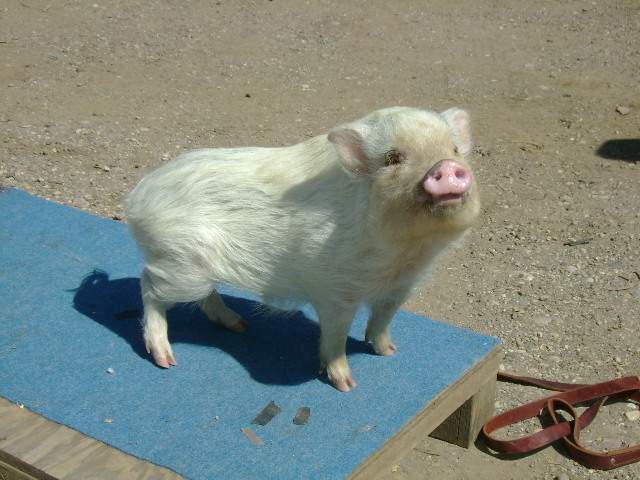 Miniature Pig - Ferris