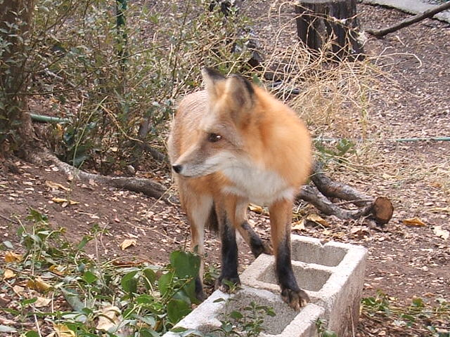 Fox