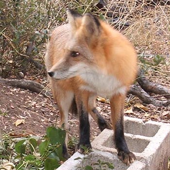 Fox