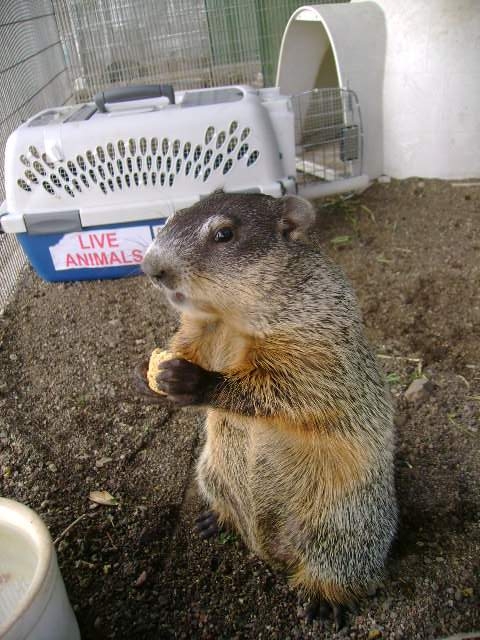 Groundhog