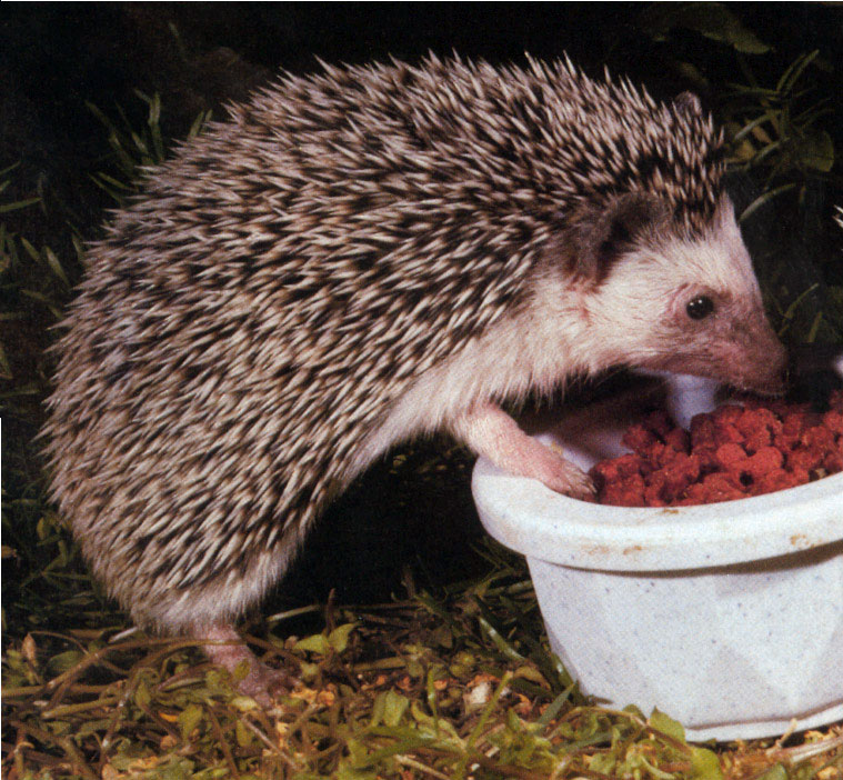 Hedgehog