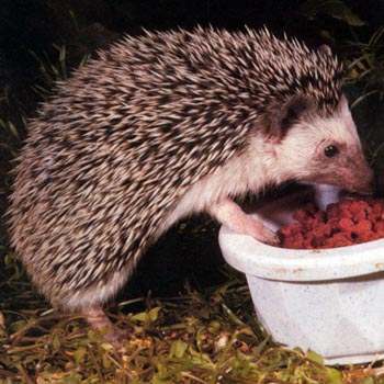 Hedgehog