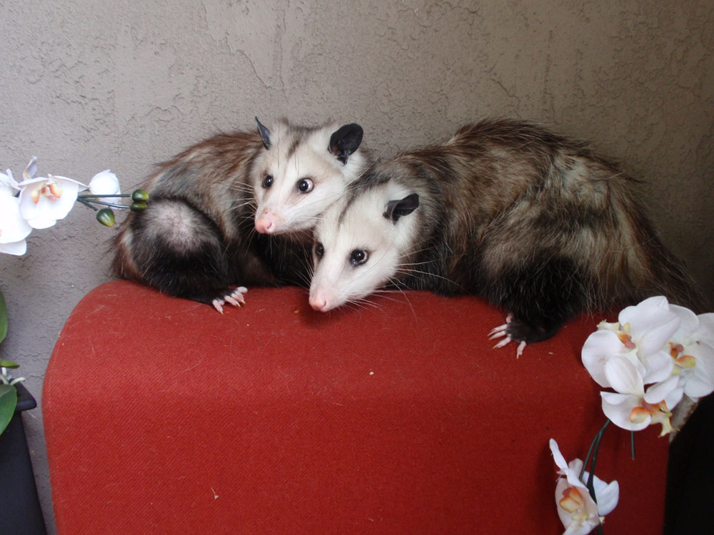 Opossum's