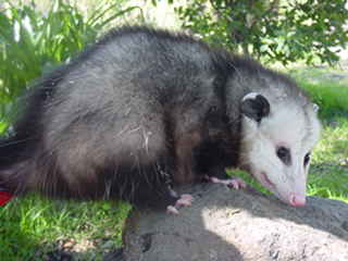 Opossum's