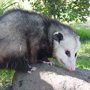 Opossum