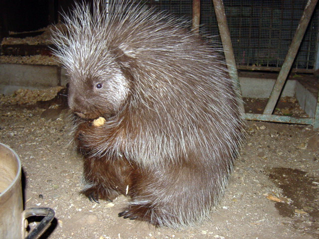 Porcupine