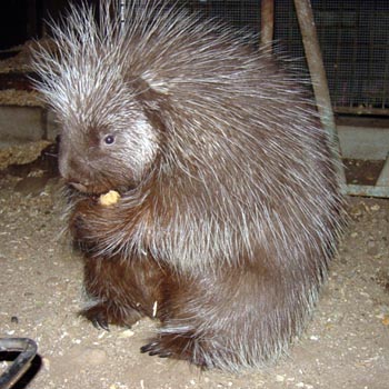 Porcupine