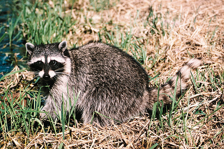 Raccoon