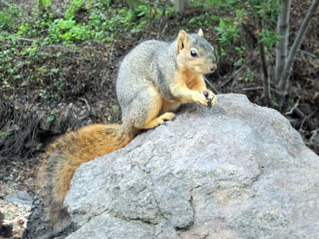 Squirrel