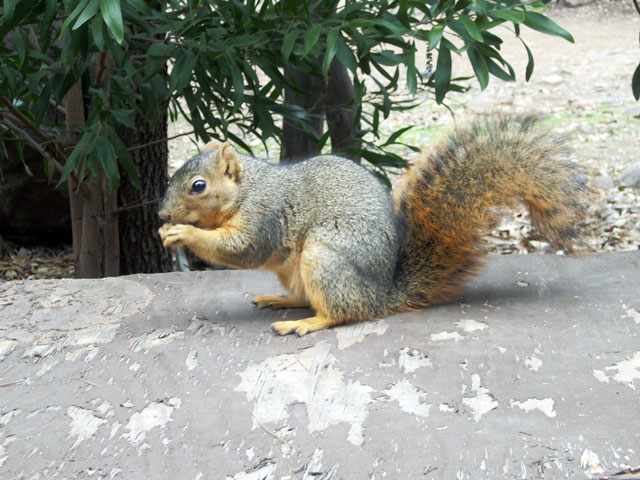 Squirrel