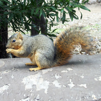 Squirrel