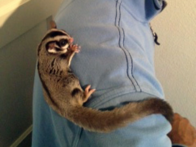 Ferrets in a Basket