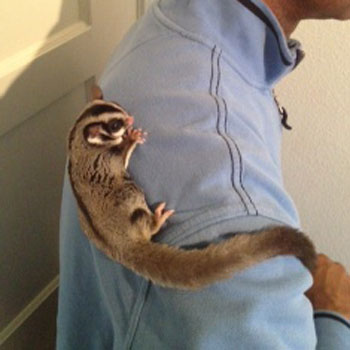 Sugar Glider