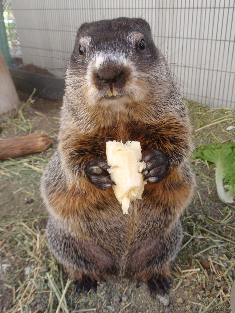 Woodchuck - Chuck E Cheese