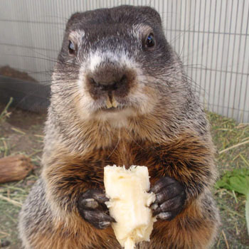 Woodchuck