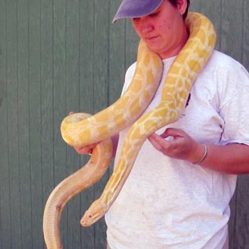 Albino Python