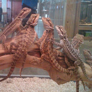 Bearded Dragons