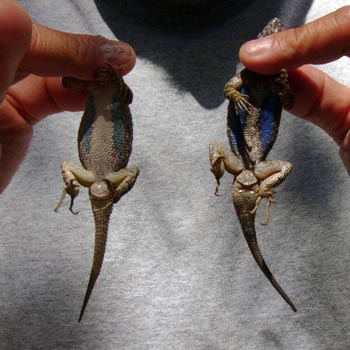 Blue Bellied Lizard