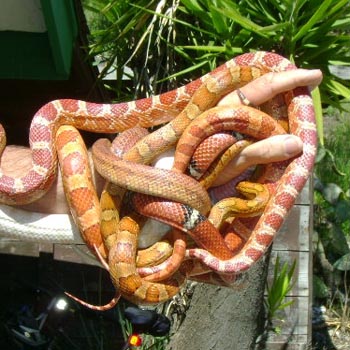 Corn & Rat Snakes