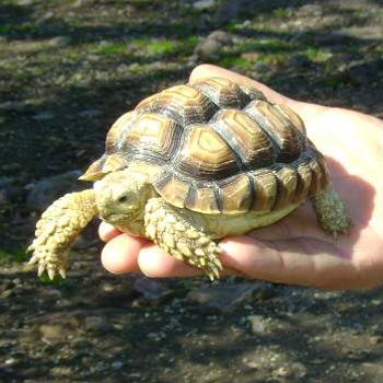 Tortoise Sulkata