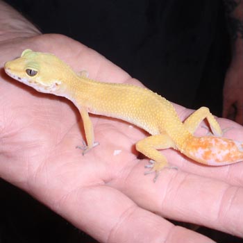 Tangerine Gecko