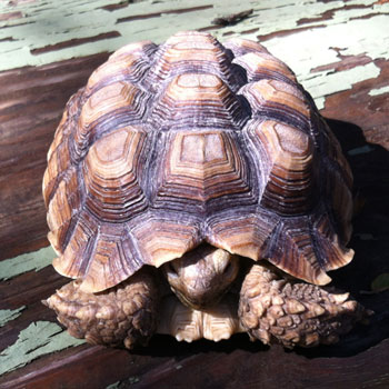 Tortoise