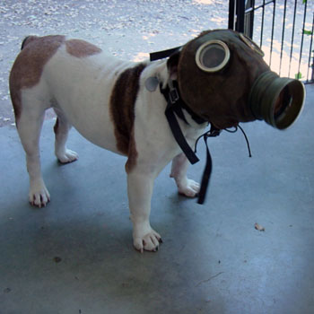 Boxer in gas mask for Ladykillers