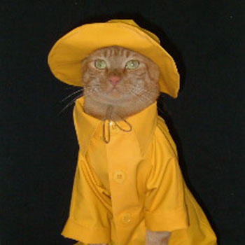 Cat in a rain coat