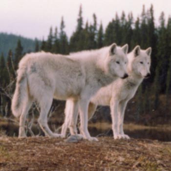 White Wolves